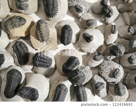 very nice trilobite collection very nice trilobite collection 122416691