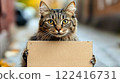 cat with poster outdoors holding banner in paws homeless curious ask for help ad 122416731