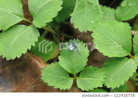 Snowbug on a leaf 122416739