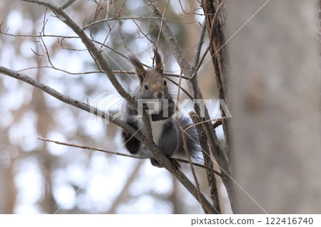 冬季埃索里斯爬樹枝 122416740