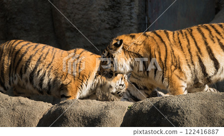 東北虎兄弟齊聚一堂 東北虎兄弟齊聚一堂 122416887