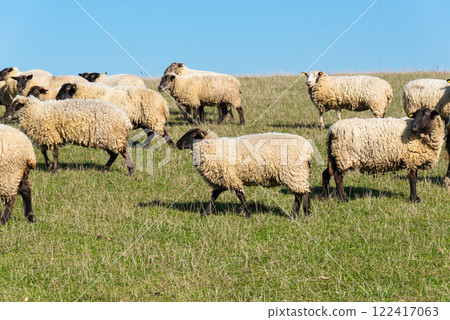 Herd of sheep grazing on pasture Herd of sheep grazing on pasture 122417063