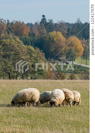 Herd of sheep grazing on pasture 122417070