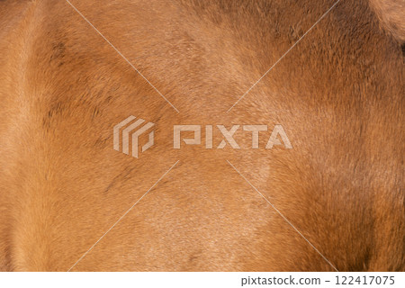 Close-up of fur of brown horse Close-up of fur of brown horse 122417075