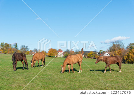 Horses on a pasture during autumn 122417076
