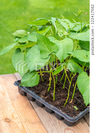 Tray with vegetable seedling on wooden work bench 122417082