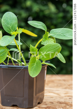 Young cucumber plants in a pot on a workbench before planting 122417086