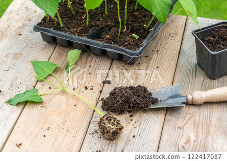 Process of transplanting vegetable seedling into plastic contain Process of transplanting vegetable seedling into plastic contain 122417087
