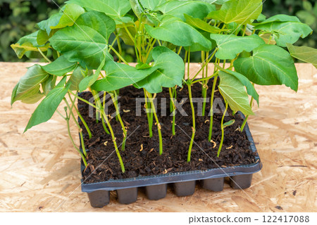 Seedlings in a plastic tray ready to be planted in the garden 122417088