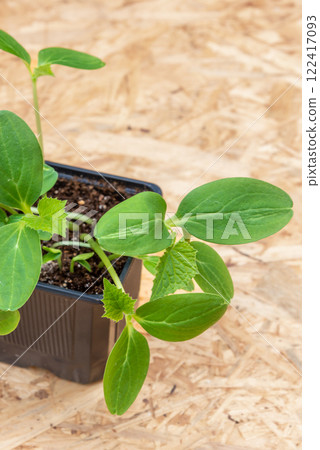 Young cucumber plants in a pot on a workbench before planting 122417093