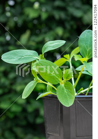 Young cucumber plants in a pot on a workbench before planting 122417094