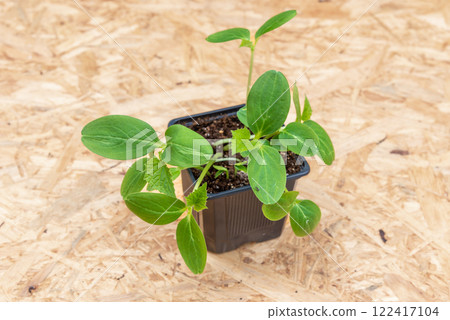 Young cucumber plants in a pot on a workbench before planting 122417104