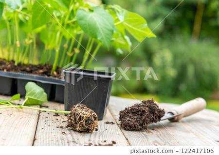Potting up vegetable seedling into plastic container,  spade fil 122417106