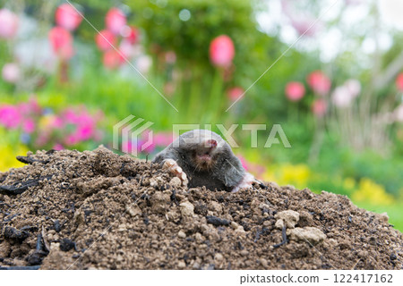 Mole animal peeking from the tunnel Mole animal peeking from the tunnel 122417162