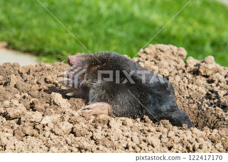 European mole on the top of the mole hill 122417170