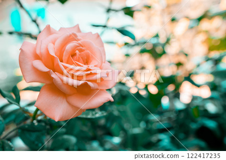 Beautiful rose calming coral colorful vivid tropical nature background Beautiful rose calming coral colorful vivid tropical nature background 122417235