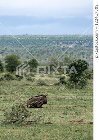 blue wildebeest resting in African savanna blue wildebeest resting in African savanna 122417305
