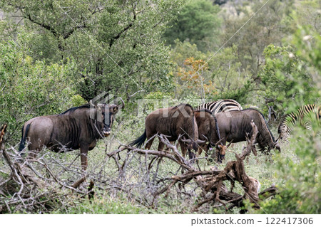 A herd of blue wildebeest graze in the forest of Kruger National Park A herd of blue wildebeest graze in the forest of Kruger National Park 122417306