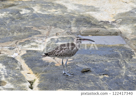 鷸在岸邊尋找食物 122417340