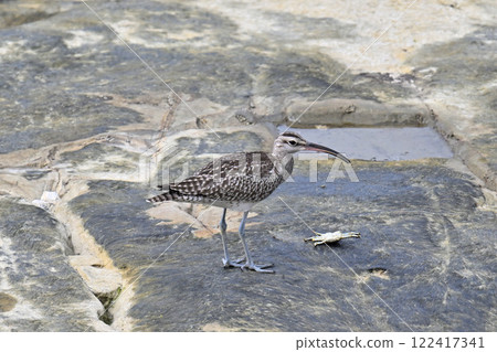 A whimbrel searching for food on the shore A whimbrel searching for food on the shore 122417341