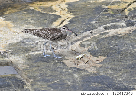 A whimbrel searching for food on the shore 122417346