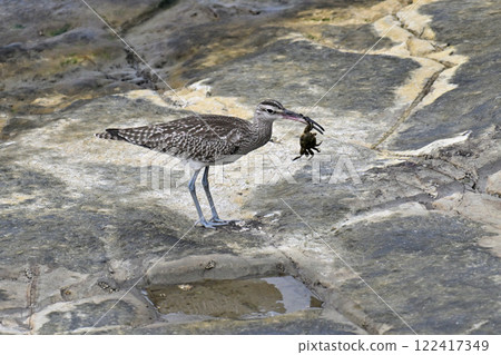 A whimbrel searching for food on the shore A whimbrel searching for food on the shore 122417349