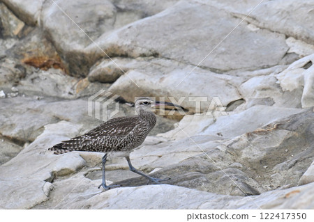 鷸在岸邊尋找食物 鷸在岸邊尋找食物 122417350