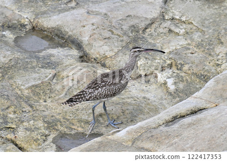 鷸在岸邊尋找食物 鷸在岸邊尋找食物 122417353