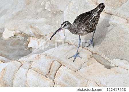鷸在岸邊尋找食物 122417358
