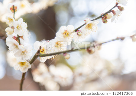 Blooming white plum blossoms and branches Blooming white plum blossoms and branches 122417366