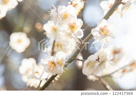 Blooming white plum blossoms and branches Blooming white plum blossoms and branches 122417369