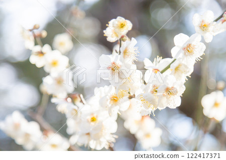 盛開的白梅花和樹枝 盛開的白梅花和樹枝 122417371