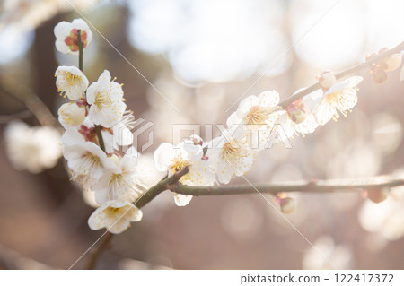 Blooming white plum blossoms and branches Blooming white plum blossoms and branches 122417372