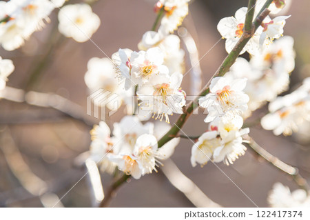 Blooming white plum blossoms and branches 122417374