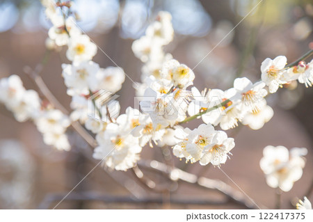 Blooming white plum blossoms and branches Blooming white plum blossoms and branches 122417375