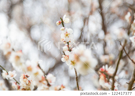Blooming white plum blossoms and branches 122417377