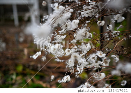 菊花絨毛，秋菊絨毛 122417621