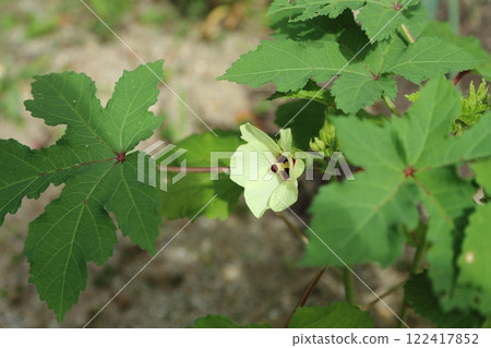 Gardening: Garden flowers, 122417852