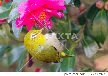 A Japanese white-eye clinging to a camellia 122417924