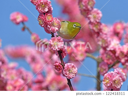 A white-eye has arrived to the red plum blossoms in full bloom (Indian summer image) (Heartwarming image) 122418311