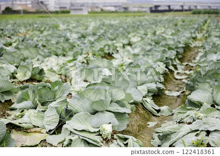 A cabbage field in midsummer, in full bloom A cabbage field in midsummer, in full bloom 122418361