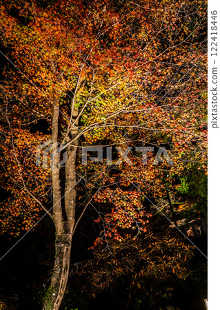Illumination of autumn leaves at Homangu Kamado Shrine [Dazaifu City, Fukuoka Prefecture] 122418446