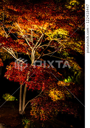 Illumination of autumn leaves at Homangu Kamado Shrine [Dazaifu City, Fukuoka Prefecture] 122418447
