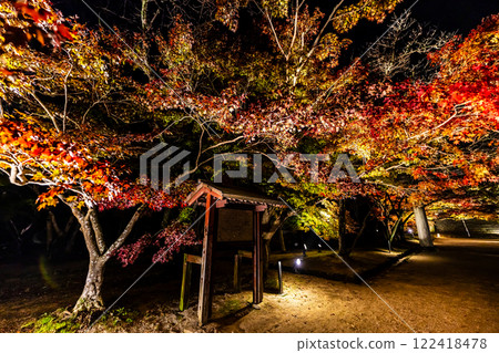 Illumination of autumn leaves at Homangu Kamado Shrine [Dazaifu City, Fukuoka Prefecture] 122418478