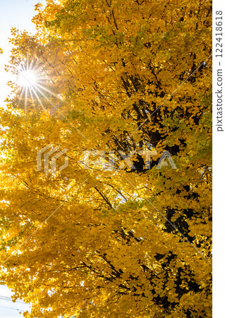 永勝寺大銀杏樹的秋葉【長崎市】 122418618