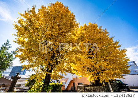 永勝寺大銀杏樹的秋葉【長崎市】 122418627