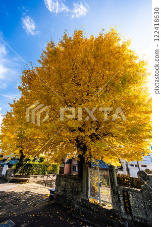 Autumn leaves of the large ginkgo tree at Eishoji Temple [Nagasaki City] 122418630