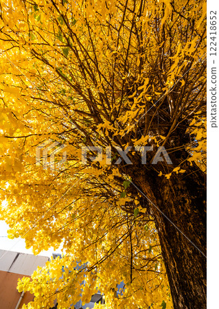Autumn leaves of the large ginkgo tree at Eishoji Temple [Nagasaki City] 122418652