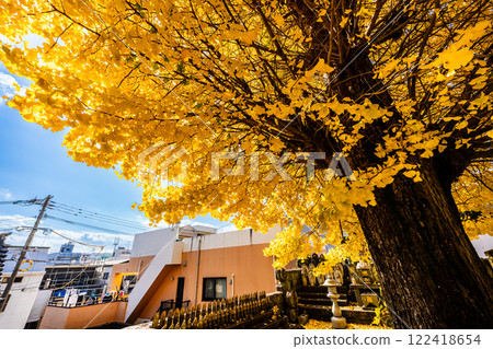 永勝寺大銀杏樹的秋葉【長崎市】 永勝寺大銀杏樹的秋葉【長崎市】 122418654