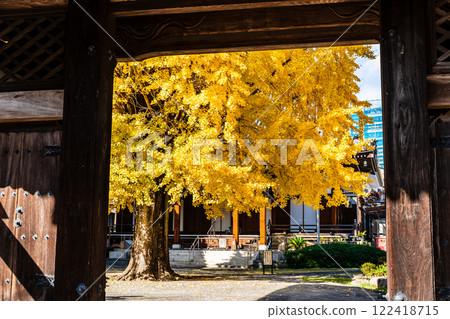 Autumn foliage of the large ginkgo tree at Koeiji Temple [Nagasaki City] 122418715